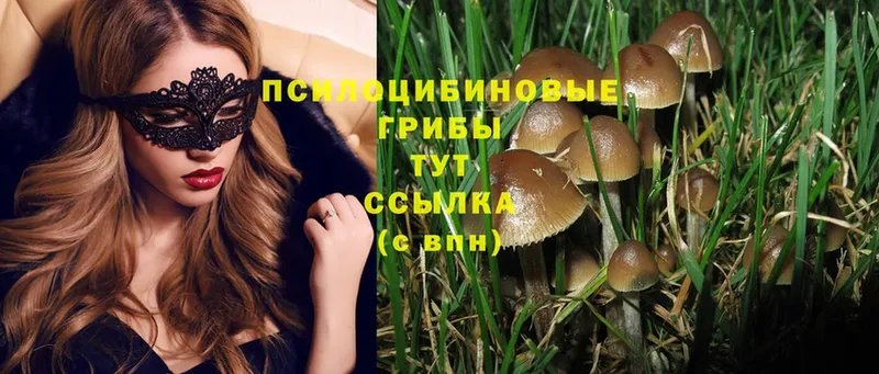 Псилоцибиновые грибы Psilocybe  мега   Великий Устюг 